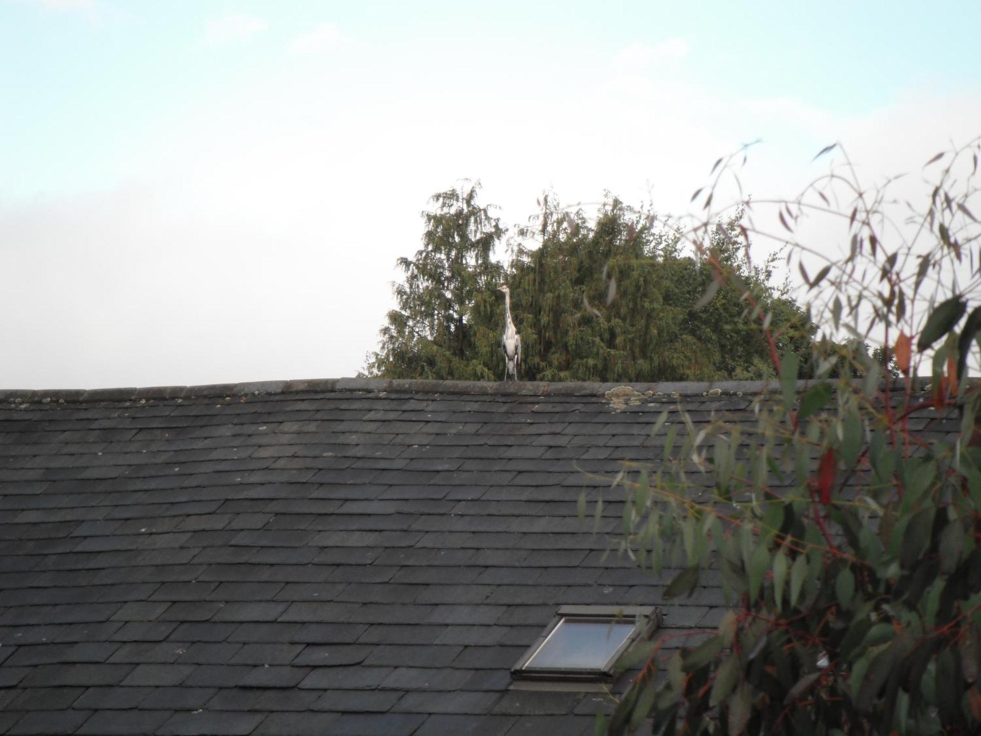 Laurel Cottage Windermere Buitenkant foto